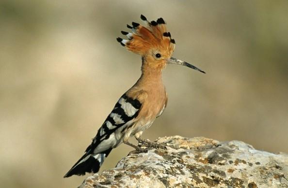 „TUŽALJKA NAD GRČIĆA GREBOM”