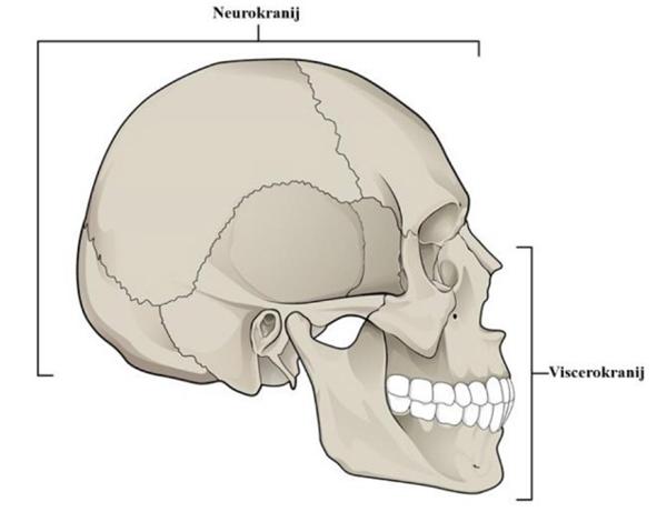 Svjedočanstvo povjesničara: Div uzidan u temelje grada Senja