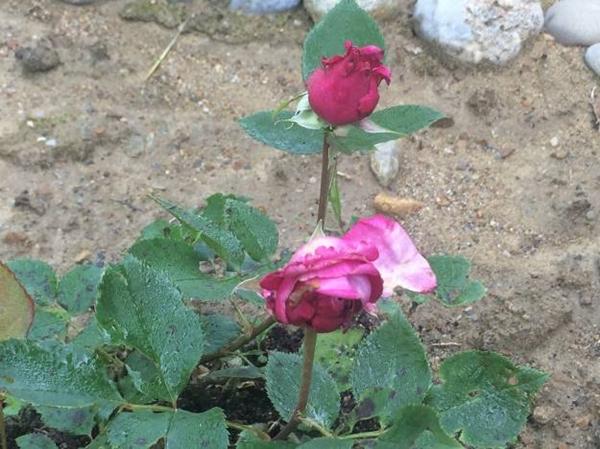 ROSES BLOOMED IN THE TRIPPLE HEART OF THE PARK “RAVNE 2”