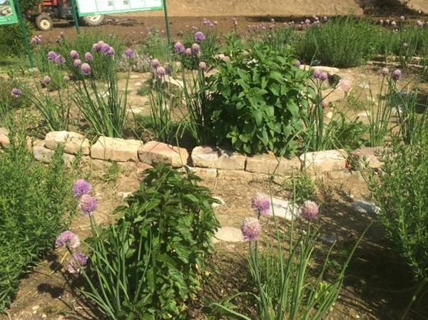 SHALLOT, BASIL AND LEMON BALM ARE PERKING INSIDE THE SPIRAL BOTANICAL GARDEN