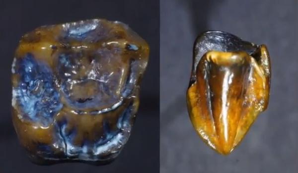 9.7 million-year-old teeth found in Germany have scientists baffled
