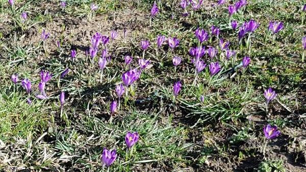 JAGORČEVINA, ŠAFRAN I VISIBABA NAJAVILI PROLJEĆE U PARKU ‘RAVNE 2’