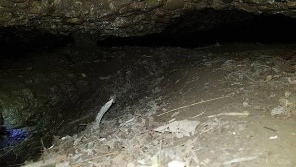 UTVRĐENO KOJE SU ŽIVOTINJE ŽIVJELE U TUNELIMA ‘RAVNE 3’