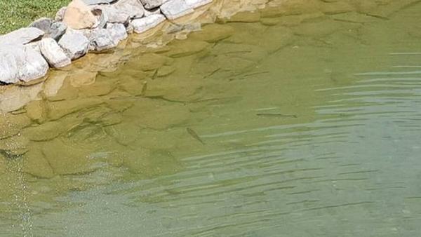RIBICE U FONTANI U PARKU ‘RAVNE 2’