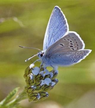 NEOBJAŠNJIV DOGAĐAJ PRILIKOM ISTRAŽIVANJA NEKROPOLE VELIKA CRLJIVICA- ZGON