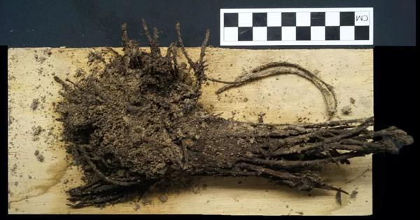 2,000-year-old flower offerings found under Teotihuacan pyramid in Mexico