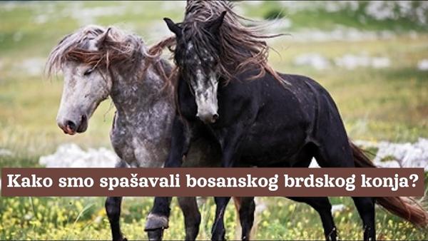 Kako smo spašavali bosanskog brdskog konja?