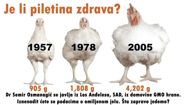 Je li piletina zdrava?
