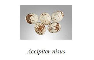 ŠTO JE DOISTA POD POVRŠINOM