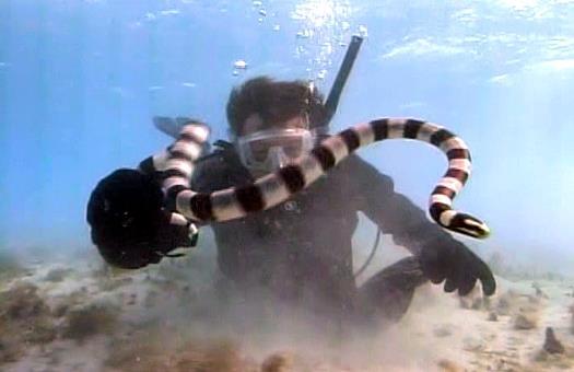 ČUVARI PODVODNOG SVIJETA (13)