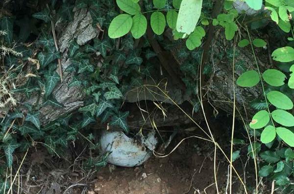 APEL IZ GRUDA: “ARHEOLOZI, POBRINITE SE ZA KOSTI!”