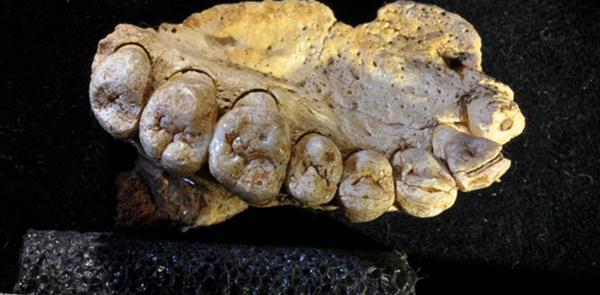 The jaw that rewrites the history of humanity and undermines Darwinism