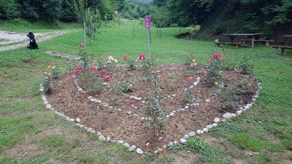 TROSTRUKI RUŽIČNJAK LJUBAVI U PARKU RAVNE 2